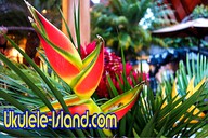Logo de Ukulele Island