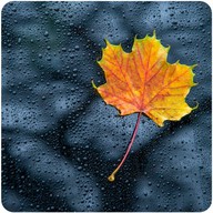 Logo de Nature Radio Rain